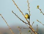 Blue Tit