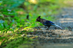 Steller's Jay portfolio