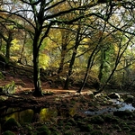 Burrator woods