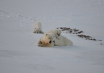 Polarbear cubs 10