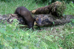 Pine Marten