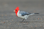 Red-crested Cardinal portfolio