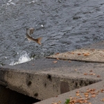 Leaping Salmon at Shrewsbury weir
