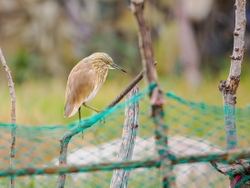 Squacco Heron