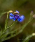 Cornflower and the Bee