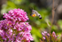Hummingbird Hawk moth feeding off Red Valerian.