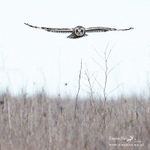 Short Earred Owl 070214 16