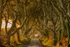 Dark Hedges