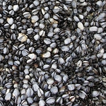 Mussels Alive alive-O IMG_3594