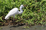 Great Egret swallowing...