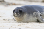 Elephant Seal pup close view, Carcass Island, Falklands