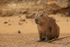 Capybara side view, Pantanal, Brazil