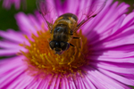 Hoverfly - 5904