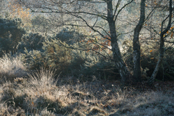 Frensham portfolio