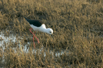 Black-winged Stilt