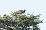 Martial Eagle