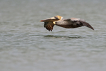 Brown Pelican gliding low over sea, Fort De Soto, Florida