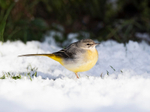 Grey Wagtail - Motacilla cinerea