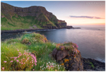 Port na Spaniagh Sea Pinks (IMG1143)