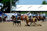 3HRodeo8-11-25_PRCASteer_05876_