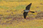 Red Footed Falcon
