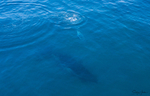 Humpback Baby 3