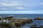 Flåget, Ekkerøy, Varanger peninsula, Troms og Finnmark, Norway