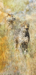 Cheetahs