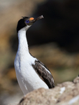Imperial Shag portfolio
