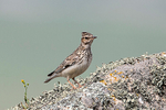 Woodlark