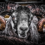 B-09-Rambunctious Ram