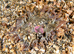 Anthopleura ballii