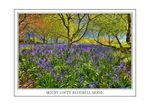 MOUNT LOFTY BLUEBELL WOOD.