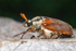 Best Foot Forward (Cockchafer)