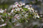 Blossom 2