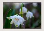 Leucojum vernum 2