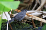Grey Catbird portfolio