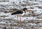 Eurasian Oystercatcher