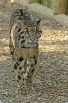 Ben - Clouded Leopard