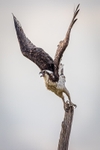 The Decisive Moment