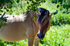 Horse - 5875
