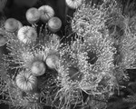 Gum Nuts #3