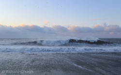 Wind Ripped
