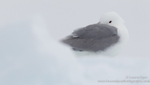 Kittiwake on Ice Floe
