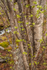 Norway Birch Trees