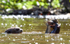 Giant Otters