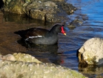 Moorhen