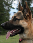 Diesel