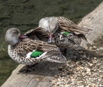 Can you scratch it just there