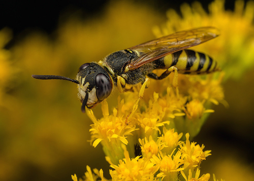 Solitary Wasps